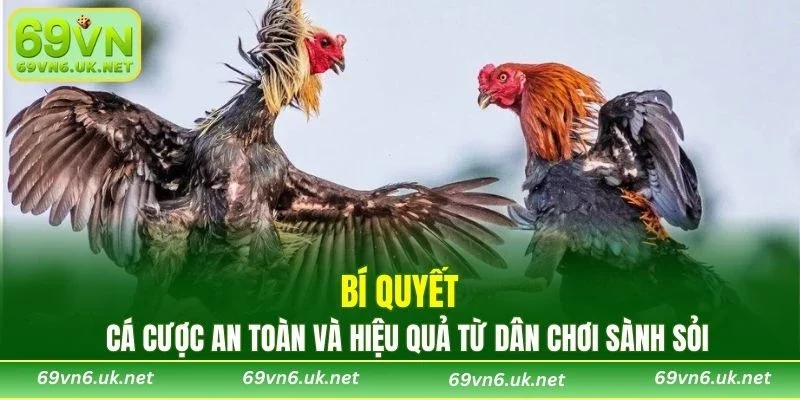 Bí quyết cá cược an toàn và hiệu quả từ dân chơi sành sỏi