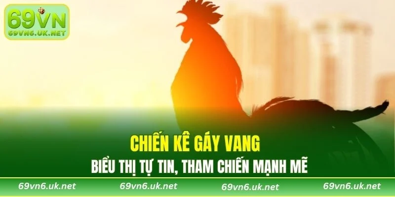 Chiến kê gáy vang biểu thị tự tin, tham chiến mạnh mẽ