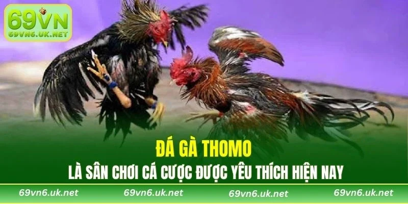 Đá gà thomo là sân chơi cá cược được yêu thích hiện nay
