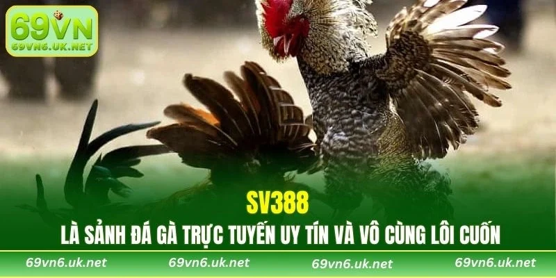 SV388 là sảnh đá gà trực tuyến uy tín và vô cùng lôi cuốn